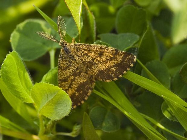 piadivka vresová Ematurga atomaria