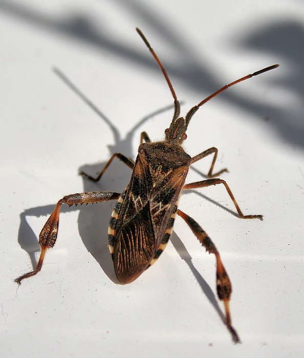 obrubnica americká  Leptoglossus occidentalis