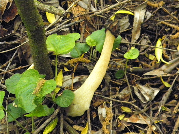 smrčok hybridný Morchella semilibera DC.