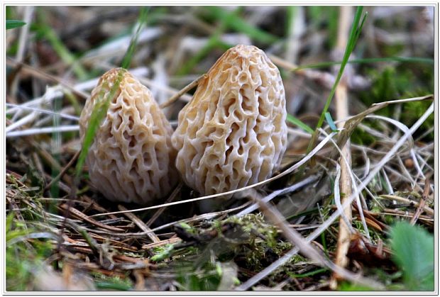 smrčok Morchella sp.