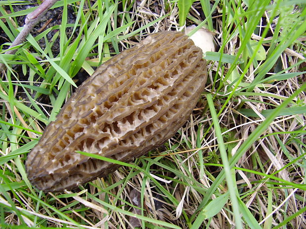 smrčok Morchella sp.