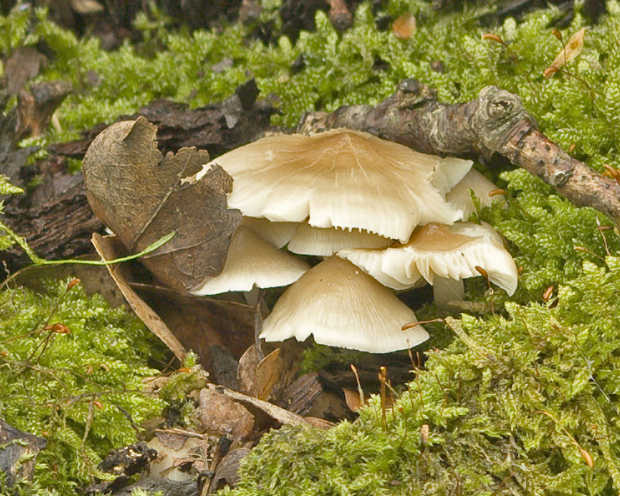 prilbička Mycena sp.