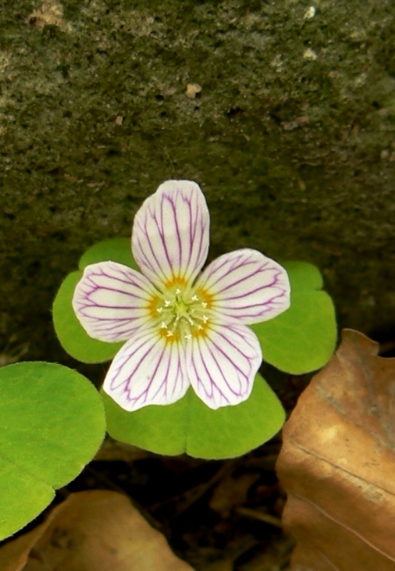 kyslička obyčajná Oxalis acetosella L.