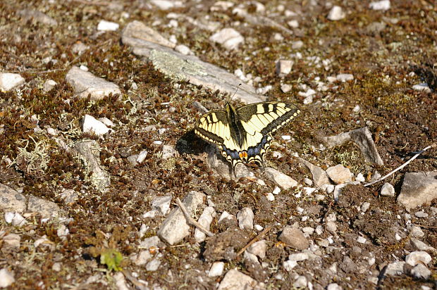 vidlochvost feniklový Papilio machaon