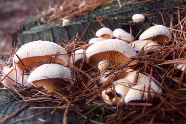 hlivník hniezdovitý Phyllotopsis nidulans (Pers.) Singer