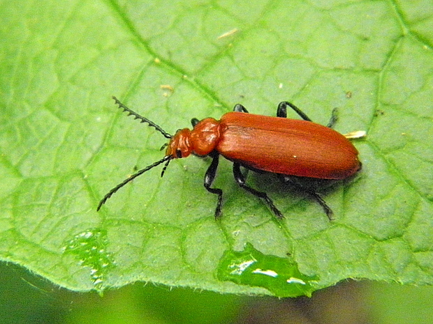 červenáčik Pyrochroa serraticornis