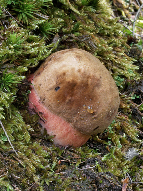 hríb zrnitohlúbikový Sutorius luridiformis (Rostk.) G. Wu & Zhu L. Yang