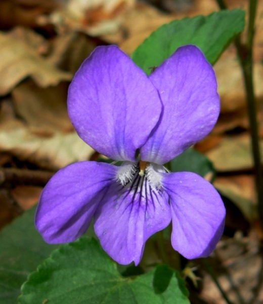 fialka Viola sp.