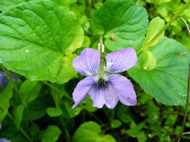 fialka Viola sp.