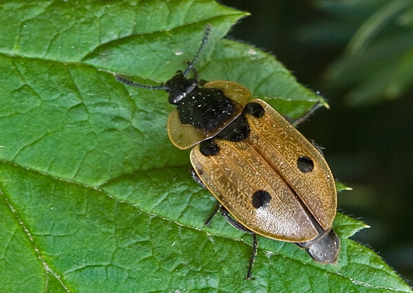 zdochlinár štvorbodkový Xylodrepa quadripunctata