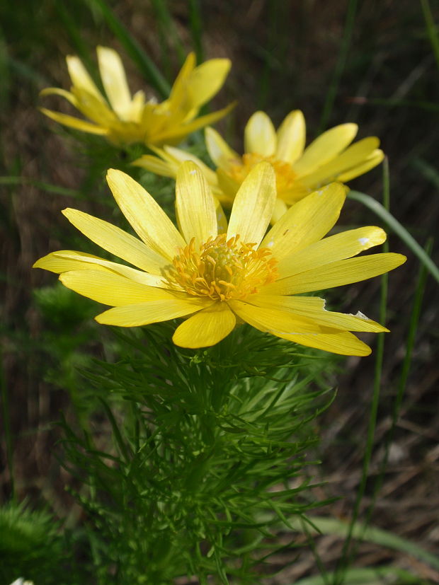 hlaváčik jarný Adonis vernalis L.