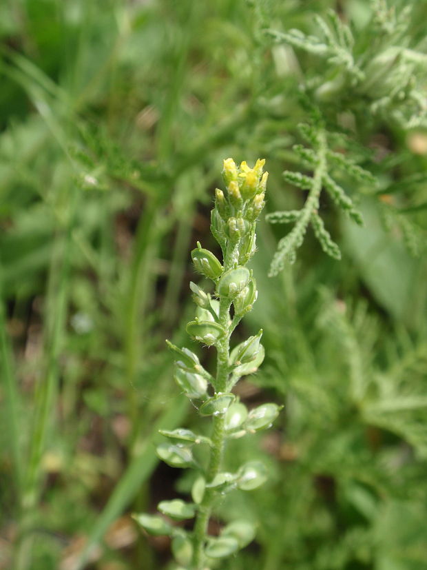 tarica kališnatá Alyssum alyssoides (L.) L.