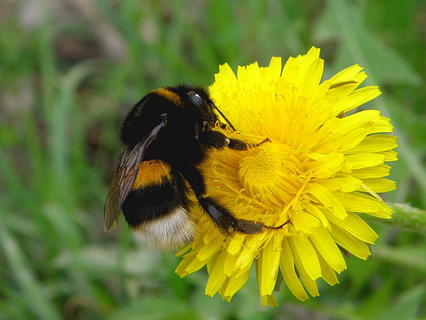 čmeľ zemný Bombus terrestris