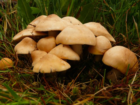 čírovnica májová Calocybe gambosa (Fr.) Donk