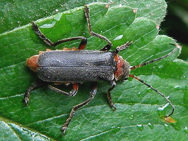 snehulčík sivočierny Cantharis fusca