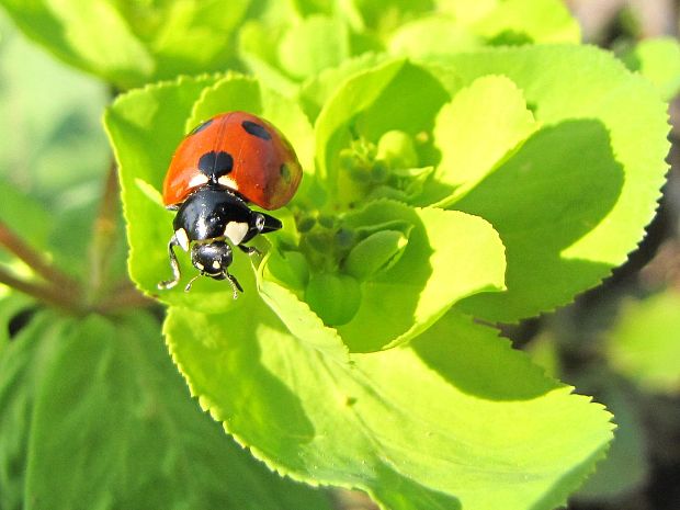 lienka sedembodková Coccinella  septempunctata