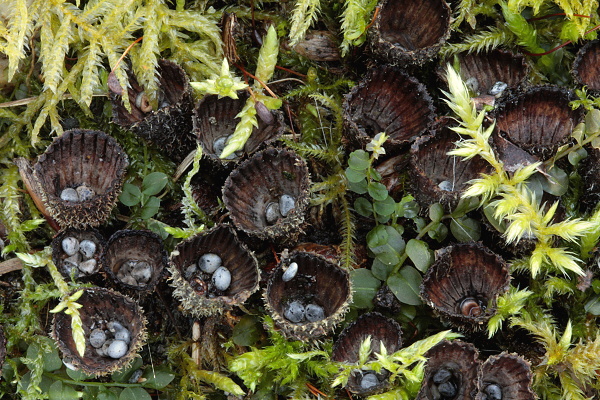 čiaškovec pásikavý  Cyathus striatus (Huds.) Willd.