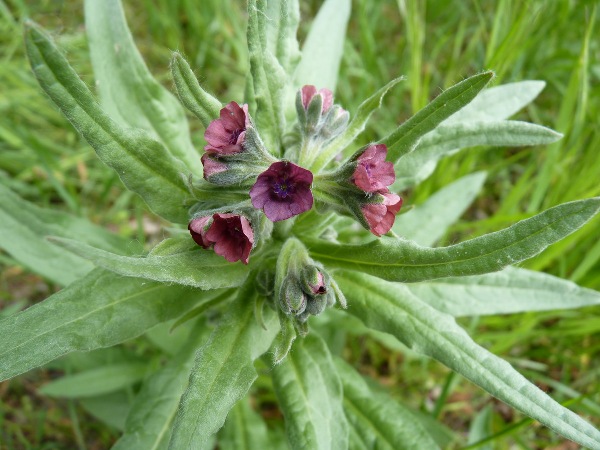 psojazyk lekársky Cynoglossum officinale L.