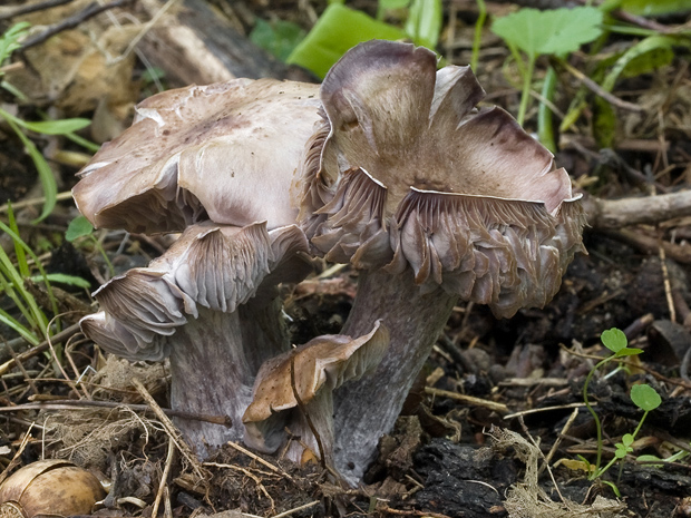 pôvabnica fialová Lepista nuda (Bull.) Cooke