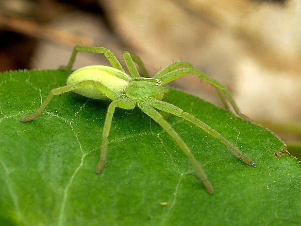 osemočko smaragdové Micrommata virescens Clerck, 1757