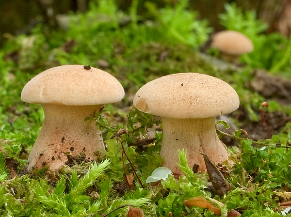 húževnatec pohárovitý Neolentinus schaefferi Redhead & Ginns