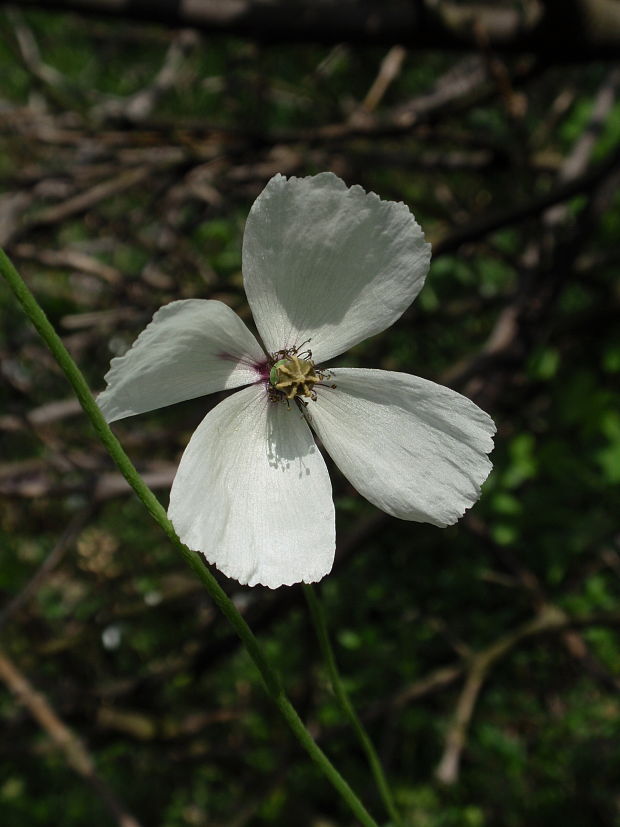 mak pochybný bielokvetý Papaver dubium subsp. austromoravicum (Kubát) Hörandl
