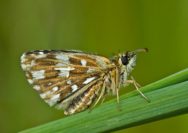 súmračník jahodový Pyrgus malvae