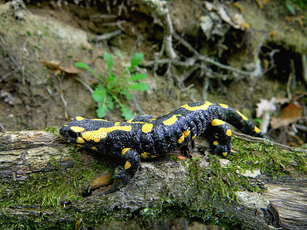 salamandra škvrnitá Salamandra salamandra