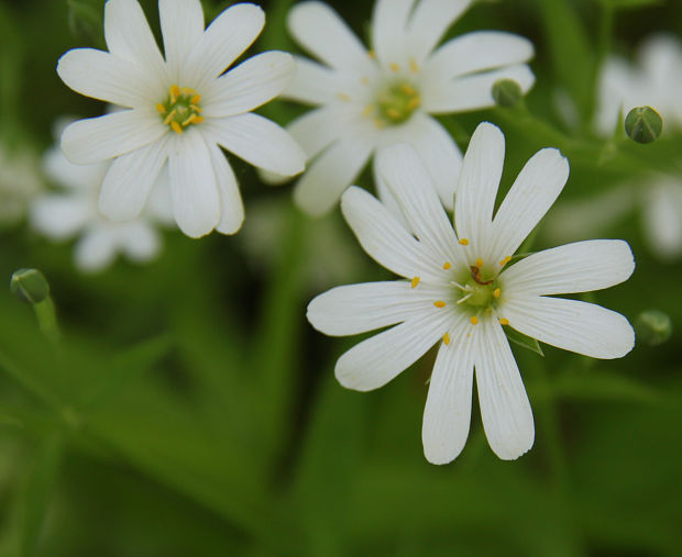 hviezdica veľkokvetá Stellaria holostea L.