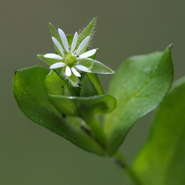 hviezdica prostredná Stellaria media (L.) Vill.