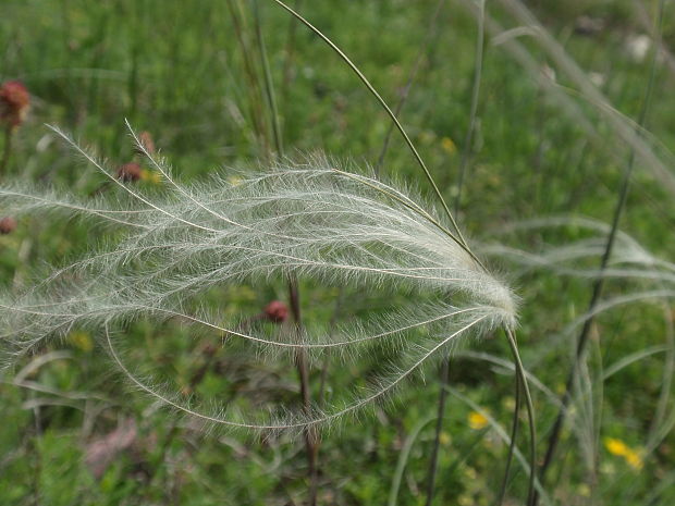kavyľ chlpatý Stipa dasyphylla (Lindem.) Trautv.