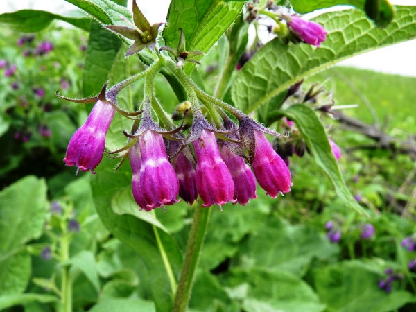 kostihoj lekársky Symphytum officinale L.