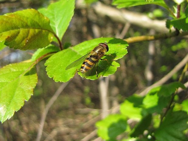 pestrica ríbezľová Syrphus ribesii