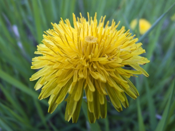 púpava lekárska Taraxacum officinale (L.) Weber ex F.H.Wigg