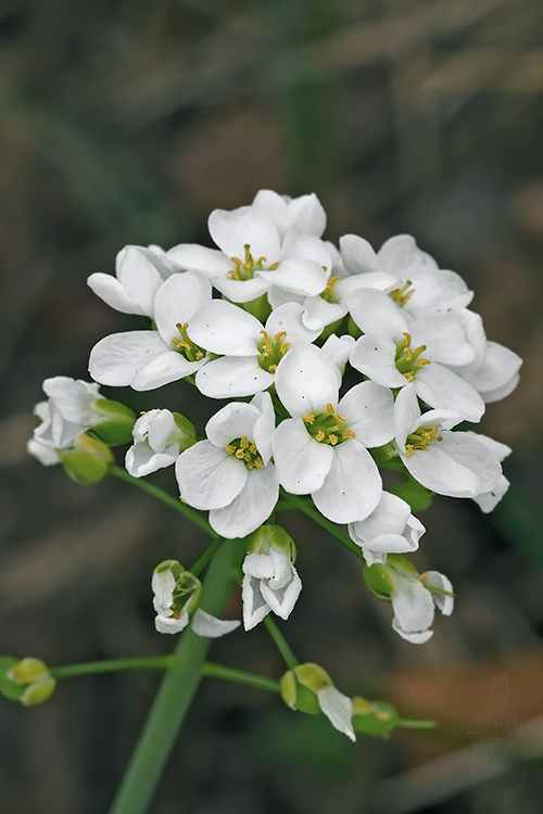 peniažtek horský Thlaspi montanum L.