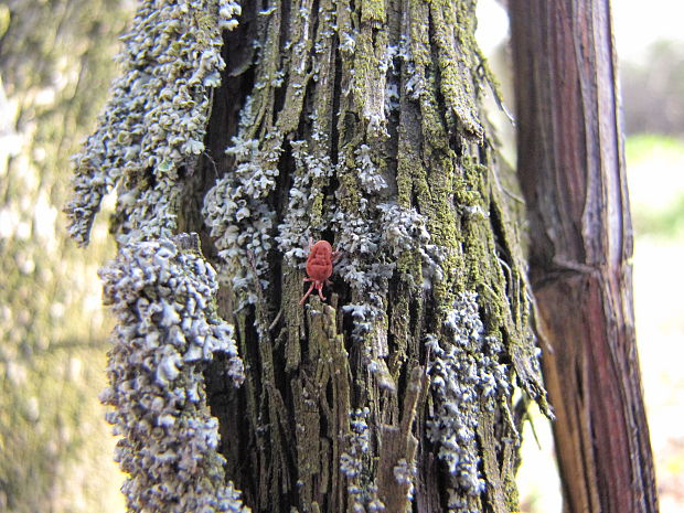 roztočík červený  Trombidium  holosericeum