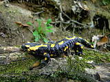 salamandra škvrnitá