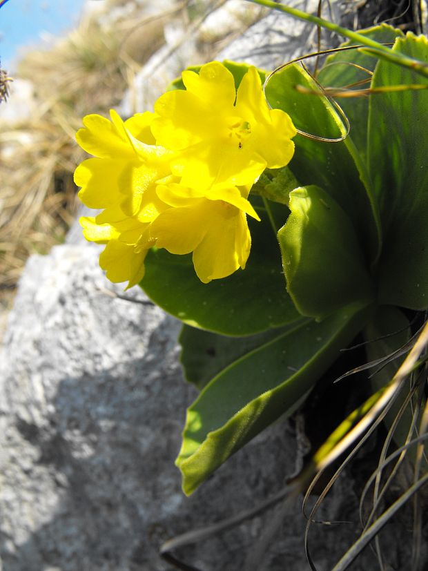 prvosienka holá   (Primula auricula)