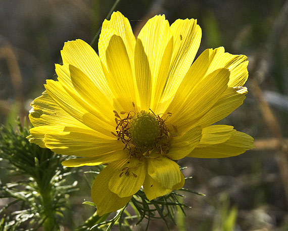 hlaváčik jarný Adonis vernalis L.