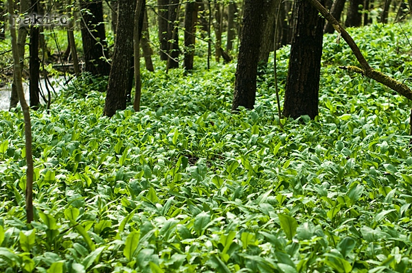 cesnak medvedí Allium ursinum L.