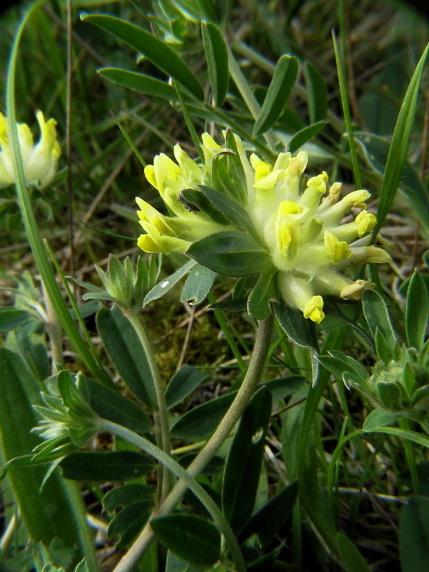 bôľhoj lekársky Anthyllis vulneraria L.