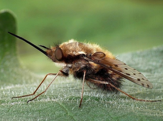 chlpačka Bombylius discolor Mikan, 1796