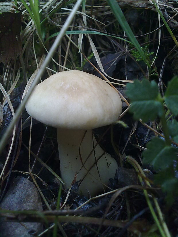 čírovnica májová Calocybe gambosa (Fr.) Donk