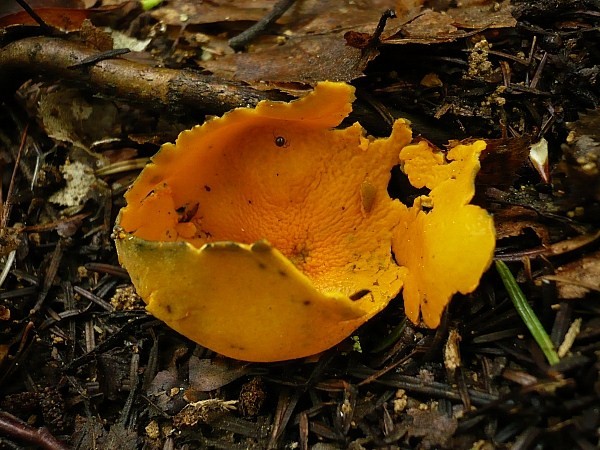 pohárovka ohnivá Caloscypha fulgens (Pers.) Boud.