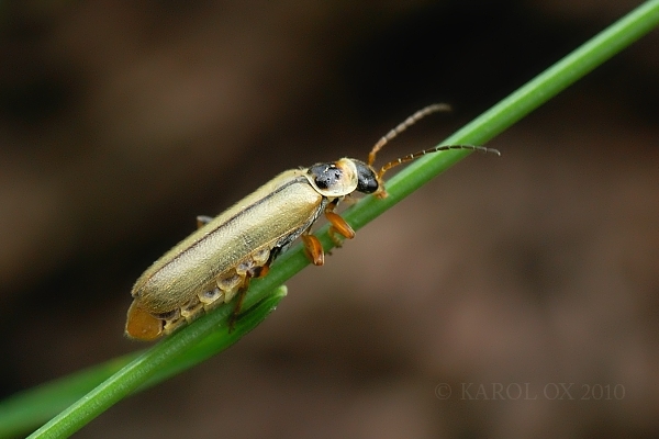 snehulčík Cantharis decipiens