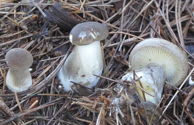 strmuľka inovaťová? Clitocybe nebularis (Batsch) P. Kumm.