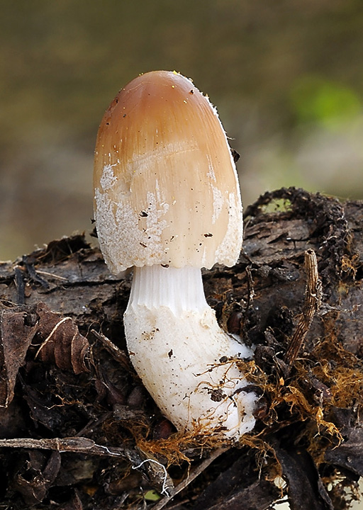 hnojník okrový Coprinellus domesticus (Bolton) Vilgalys, Hopple & Jacq. Johnson