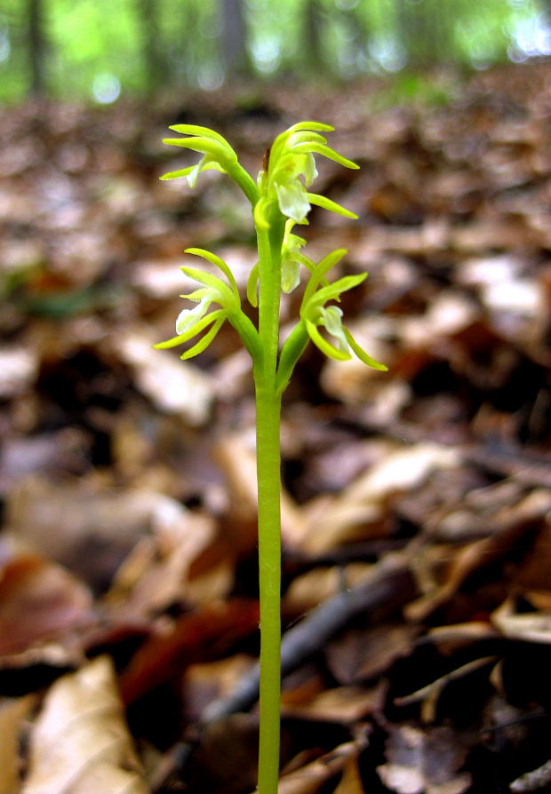 koralica lesná Corallorhiza trifida Châtel.