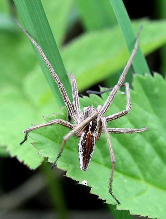 lovčík pobrežný Dolomedes fimbiatus