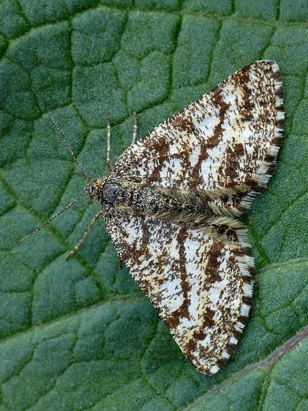 piadivka vresová Ematurga atomaria Linnaeus, 1758